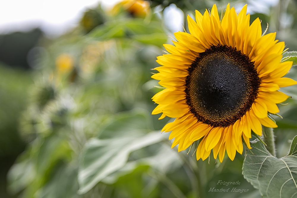 Sonnenblume (1)