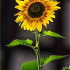 Sonnenblume 1