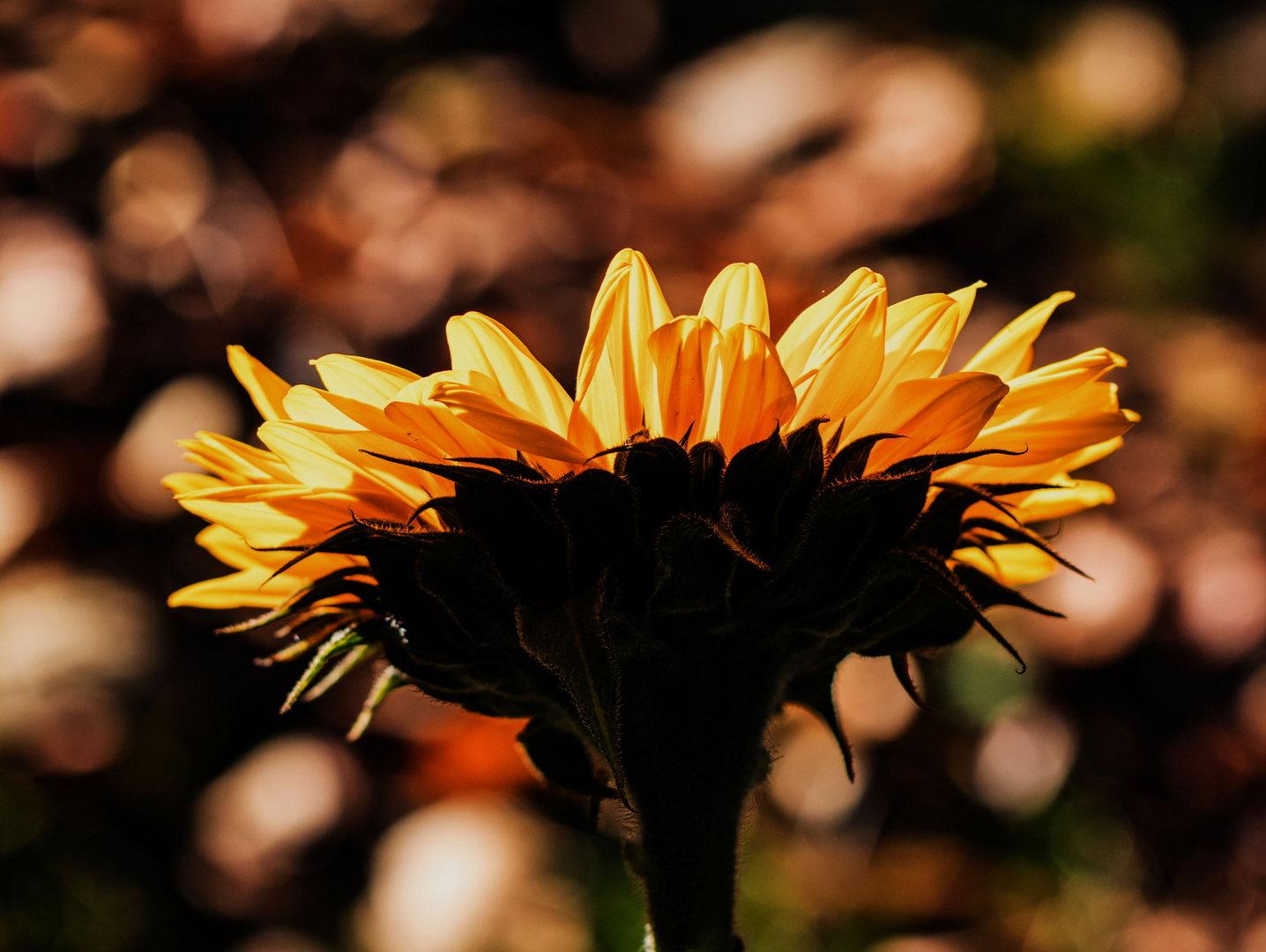 sonnenblume-1