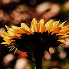 sonnenblume-1