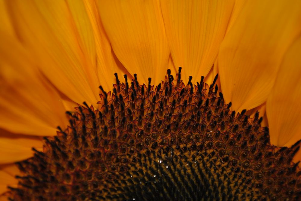 Sonnenblume 1