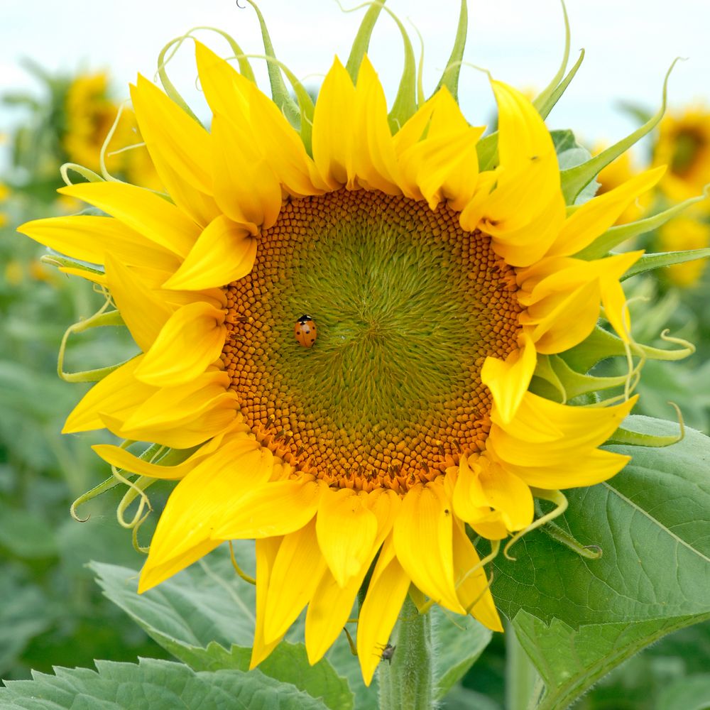 Sonnenblume 1