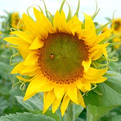 Sonnenblume 1