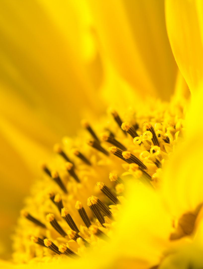 Sonnenblume - 1