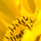 Sonnenblume - 1