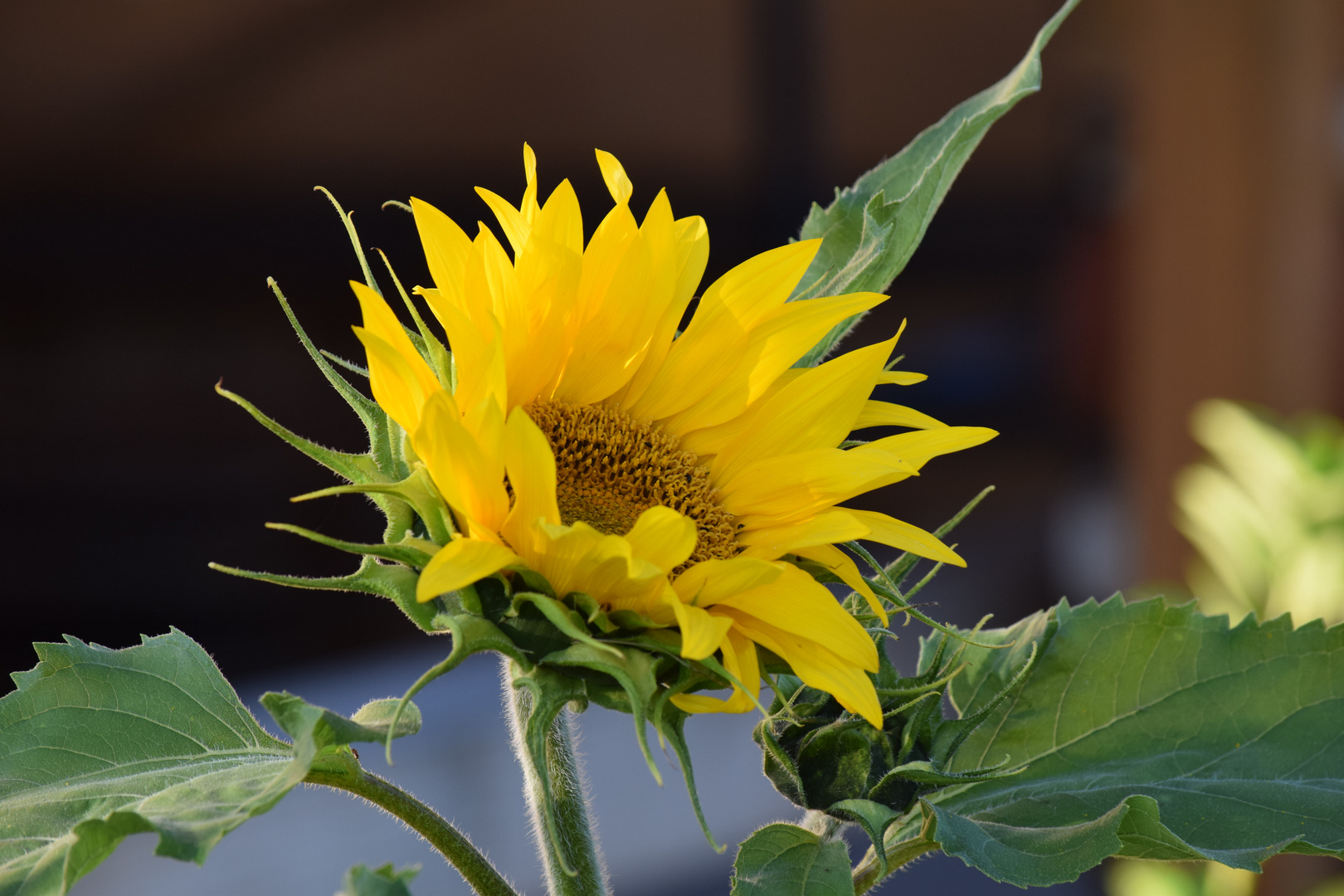 Sonnenblume 1