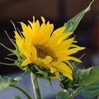 Sonnenblume 1