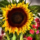 Sonnenblume -1-