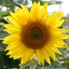 Sonnenblume 1