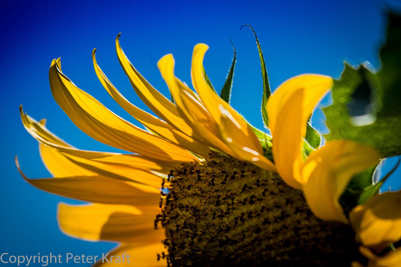 sonnenblume (1 von 1)