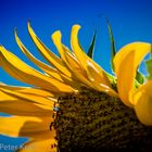 sonnenblume (1 von 1)