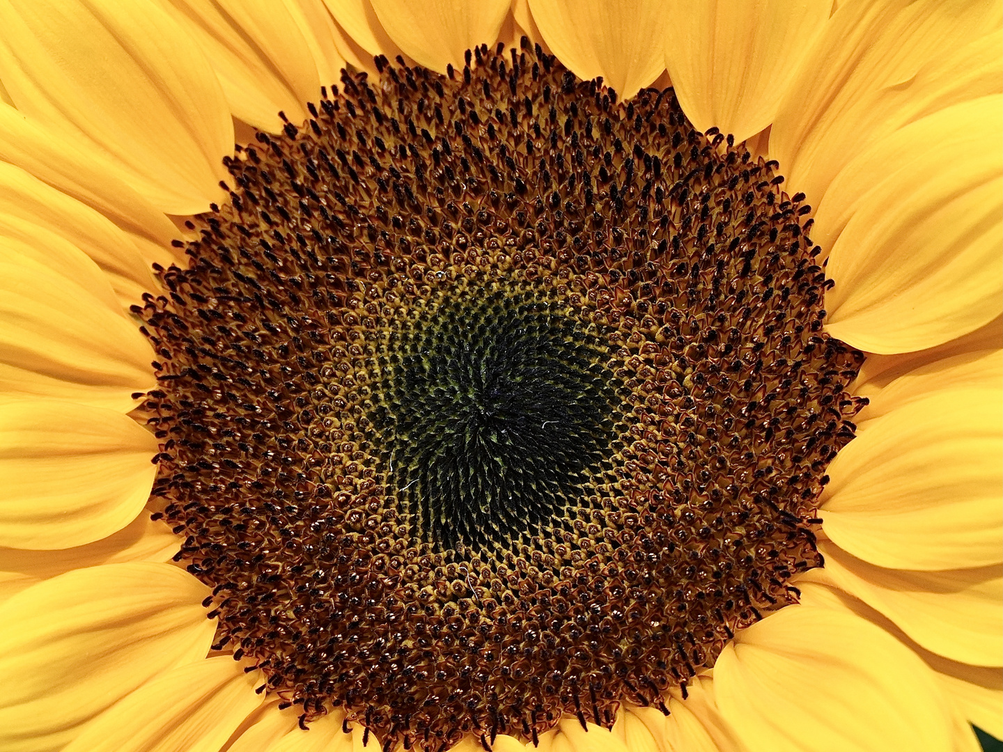 Sonnenblume