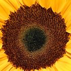 Sonnenblume