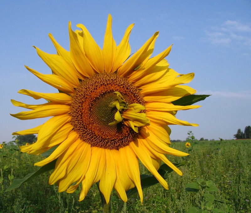 Sonnenblume