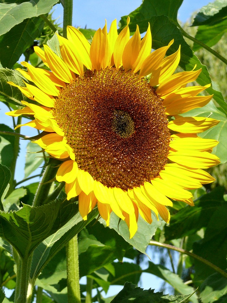 Sonnenblume