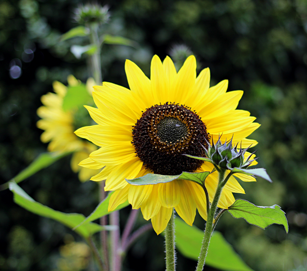 Sonnenblume