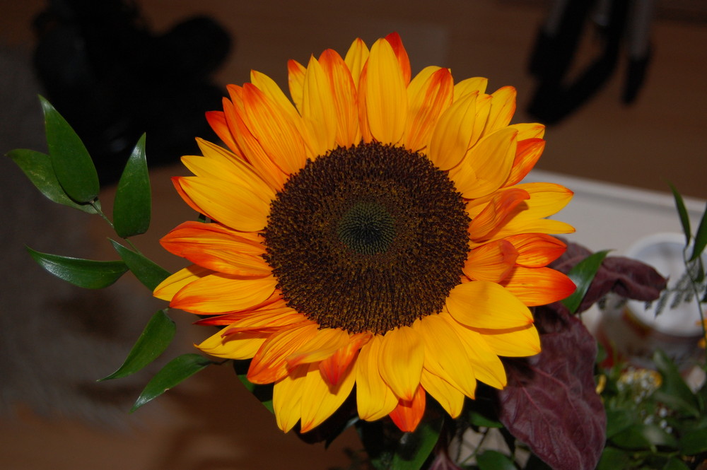 Sonnenblume