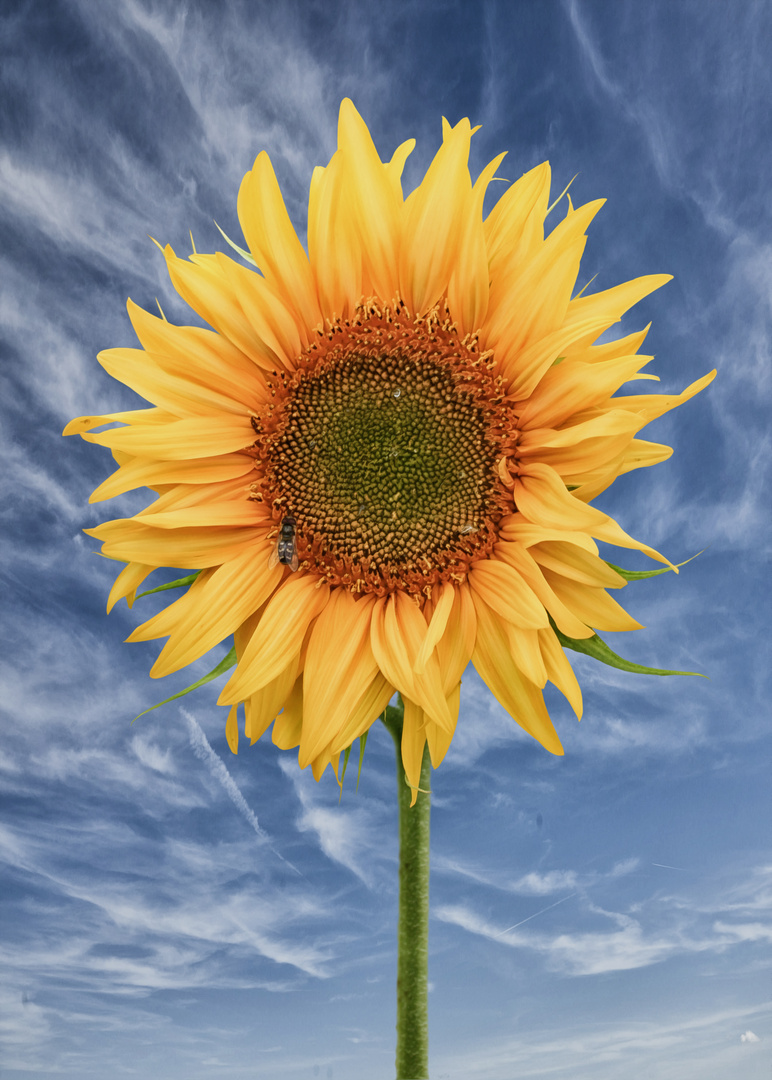Sonnenblume Foto & Bild naturkreativ, pflanzen, natur Bilder auf