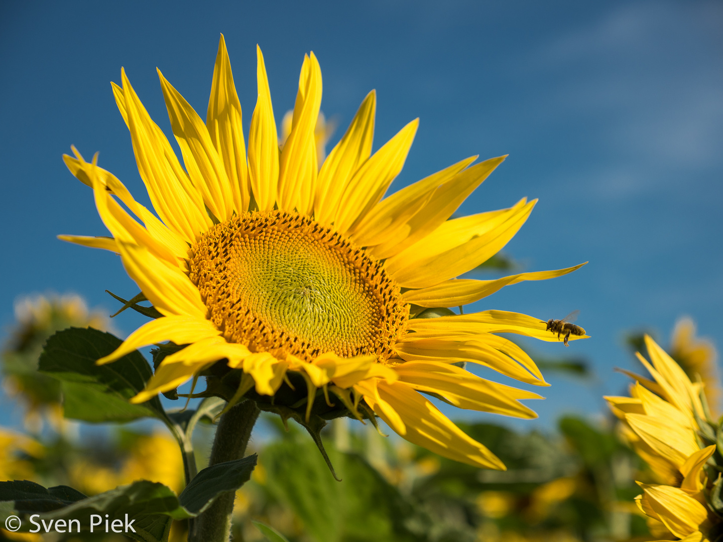 Sonnenblume