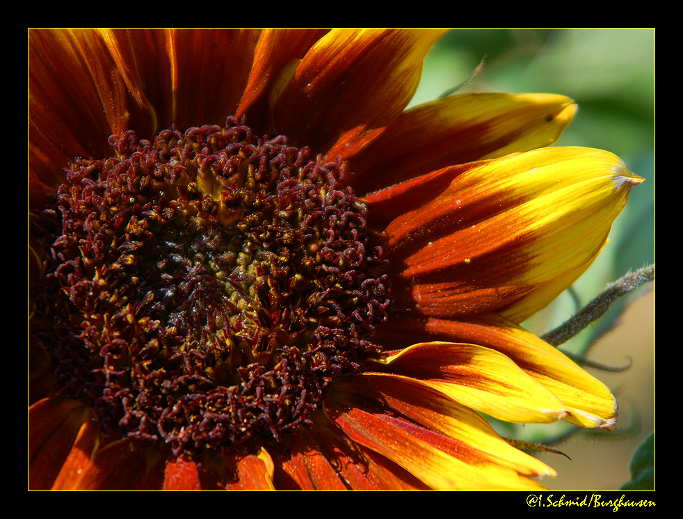 Sonnenblume... 1/2