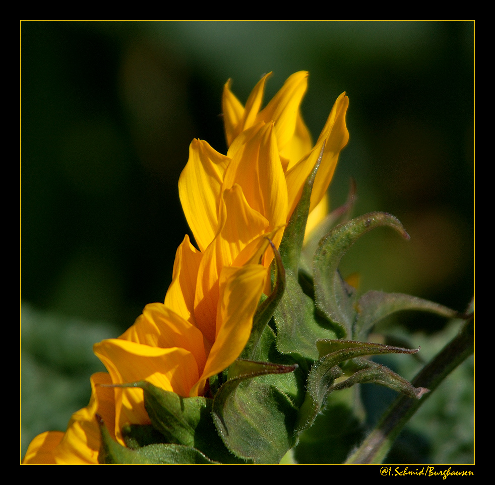 Sonnenblume... 1/3