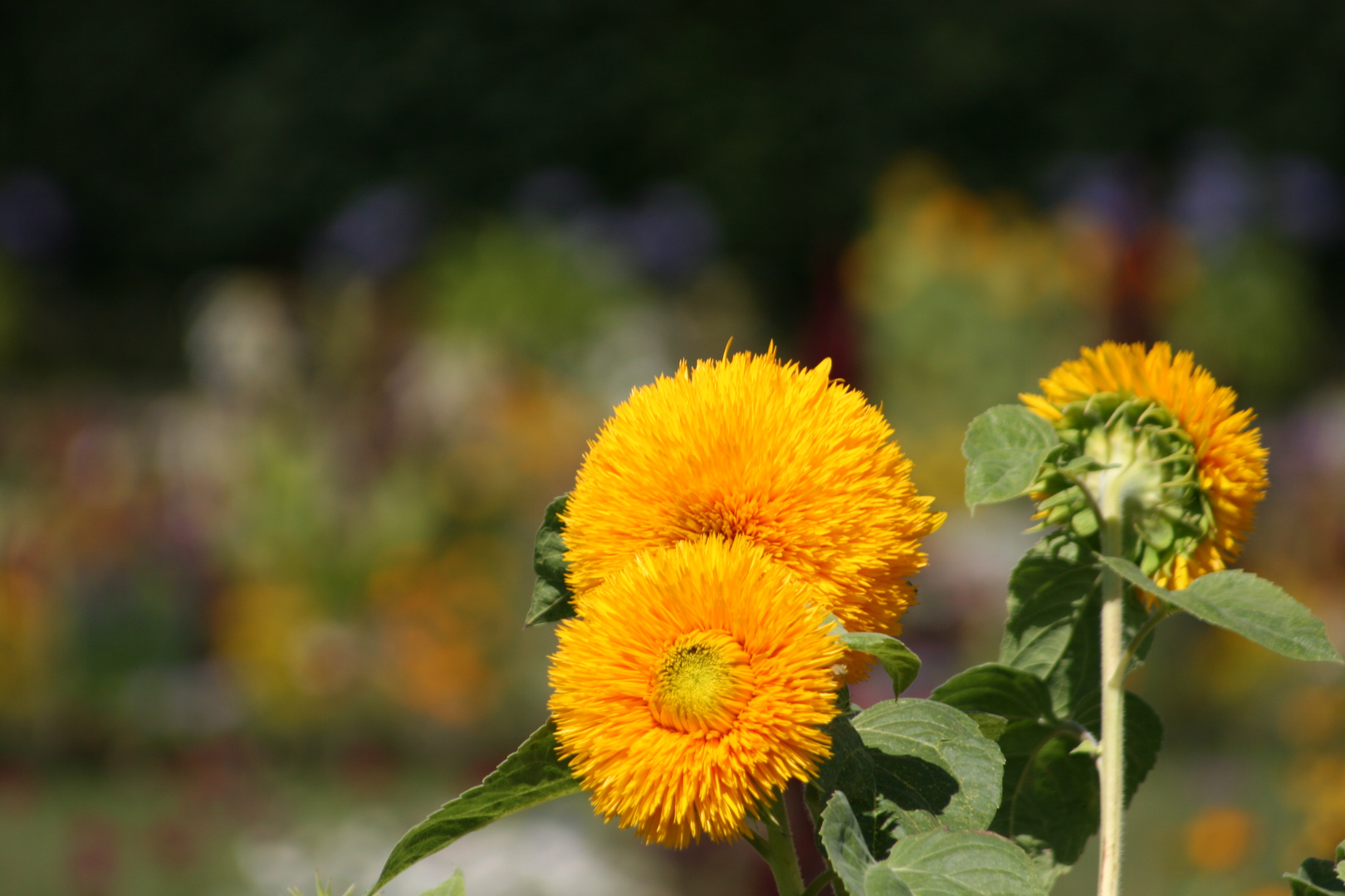 Sonnenblume