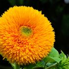 Sonnenblume-