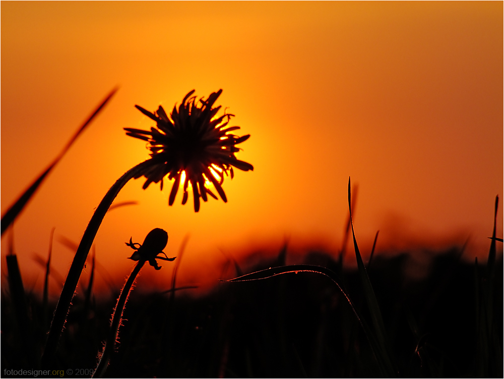 « Sonnenblume »