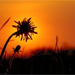 « Sonnenblume »