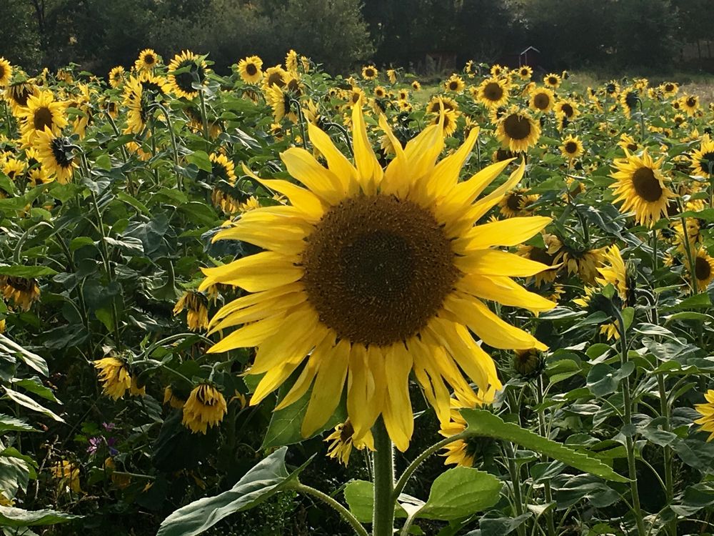 Sonnenblume Foto & Bild natur, pflanzen, sonnenblumen Bilder auf