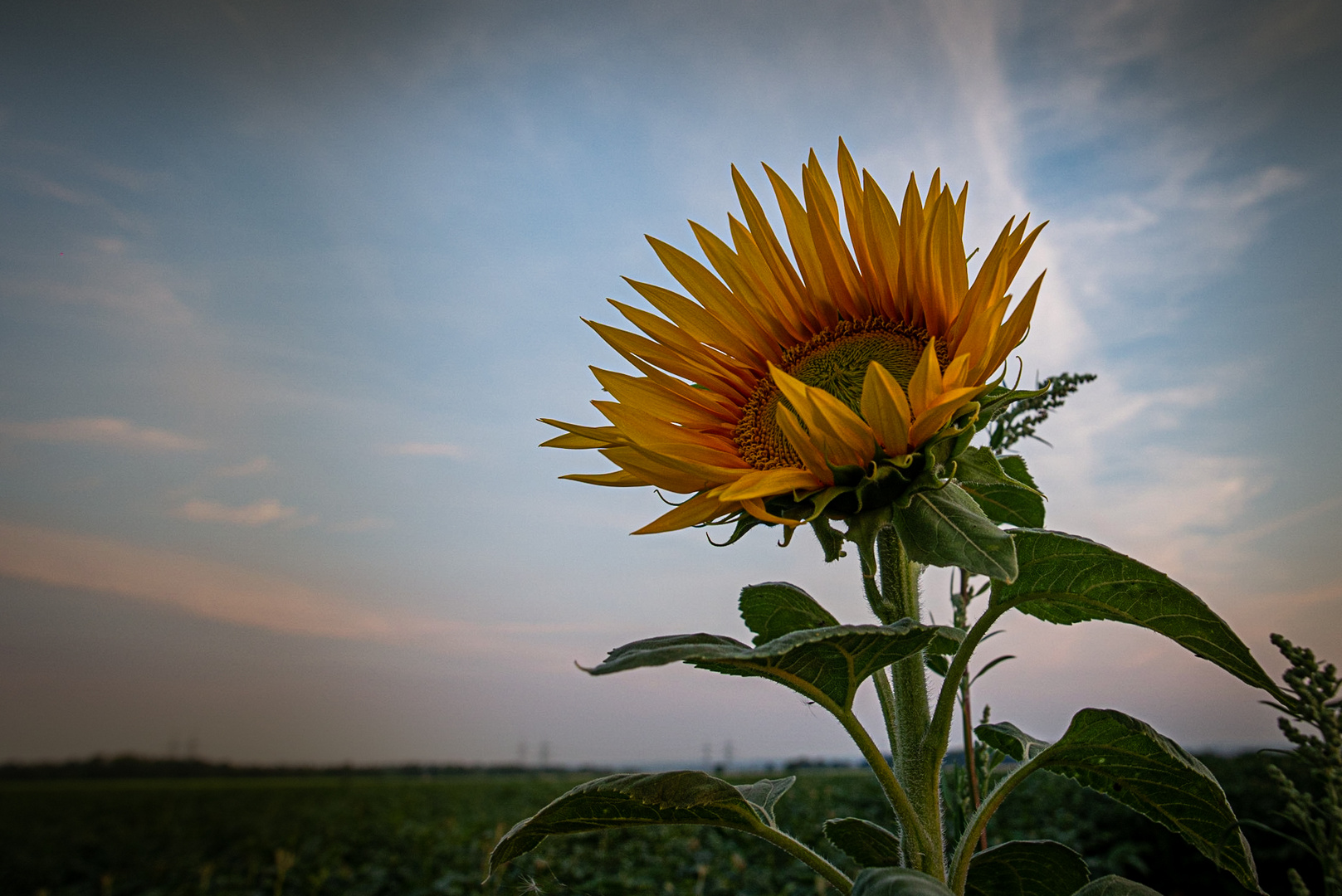 Sonnenblume