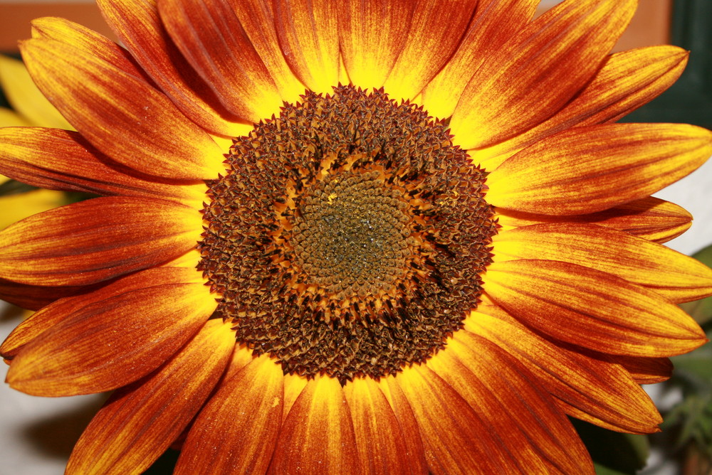 Sonnenblume