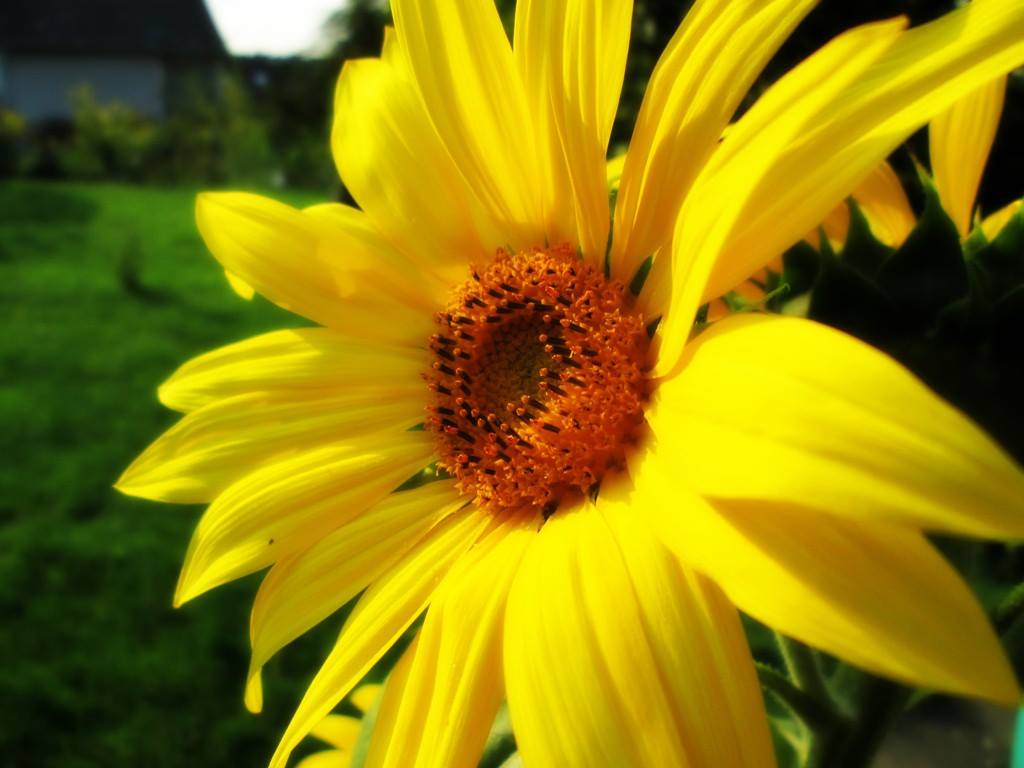 SONNENBLUME