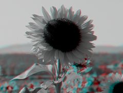 _ Sonnenblume _