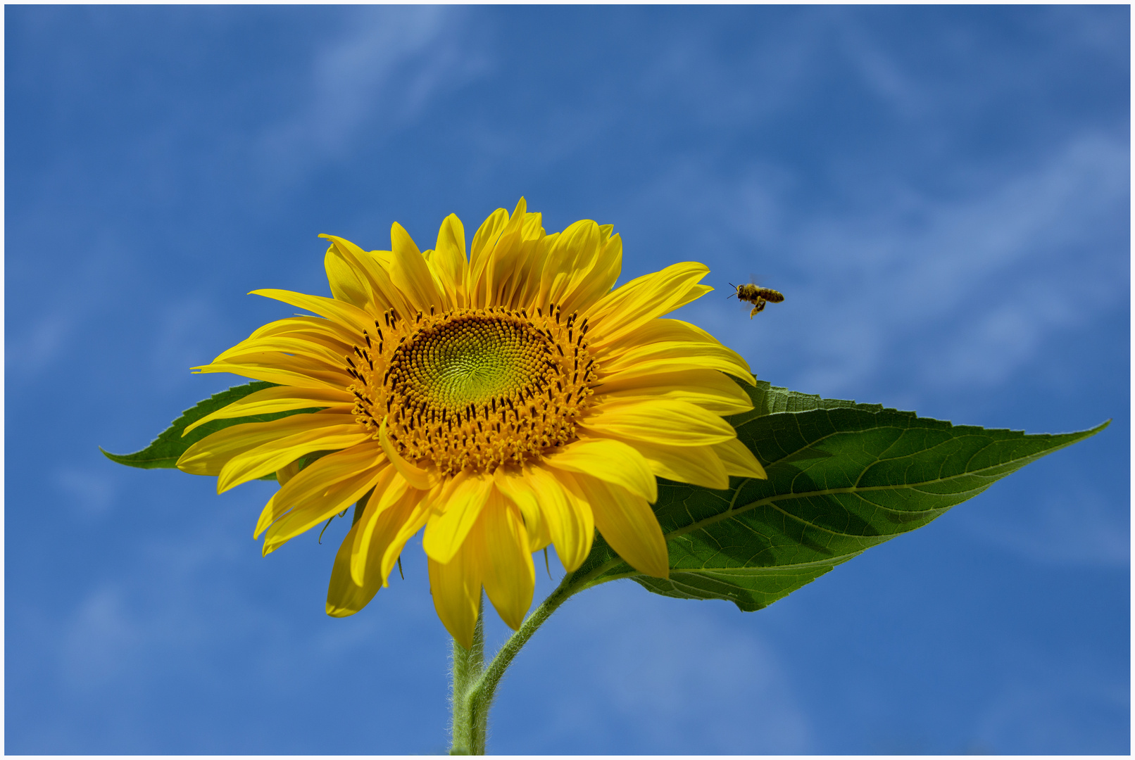 Sonnenblume