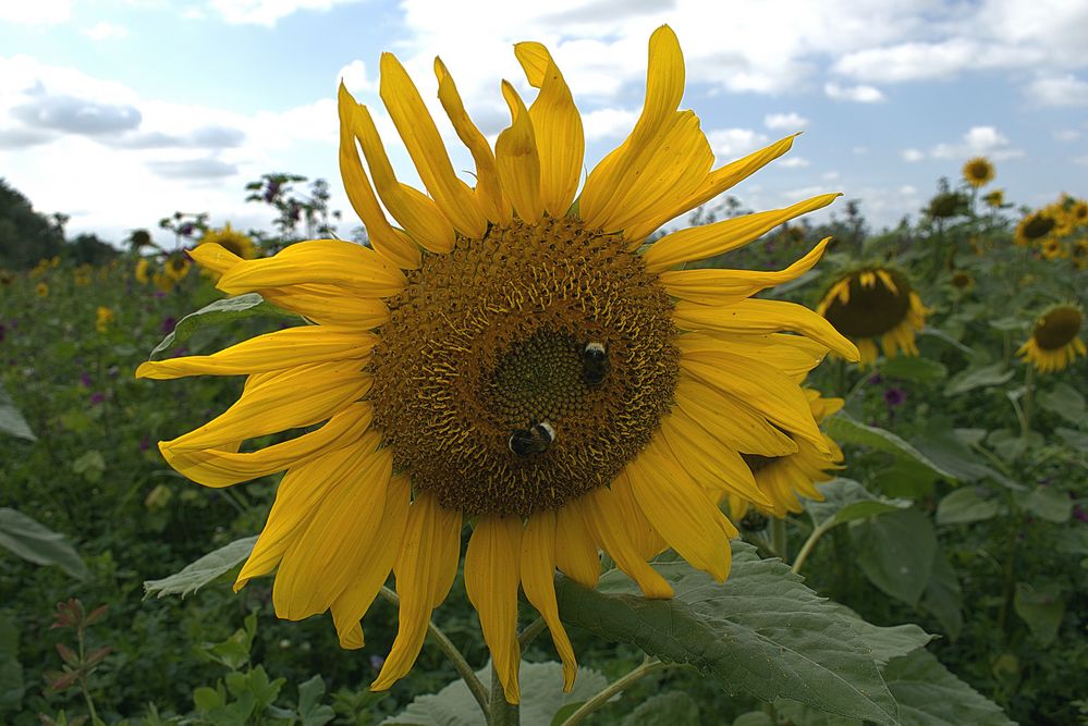 Sonnenblume