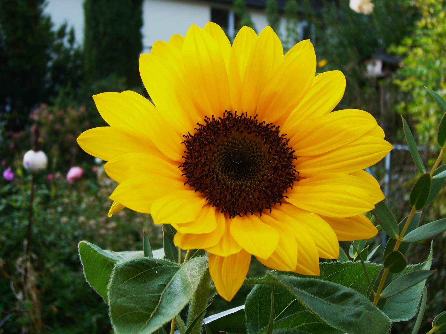 Sonnenblume