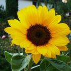 Sonnenblume