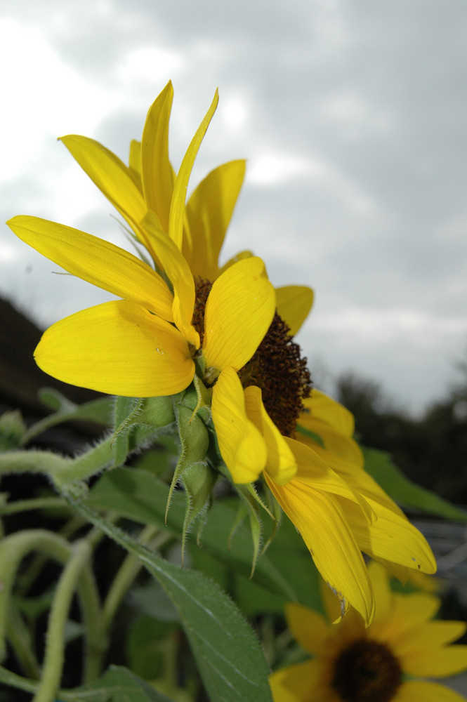 Sonnenblume