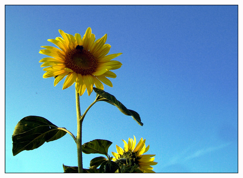 Sonnenblume