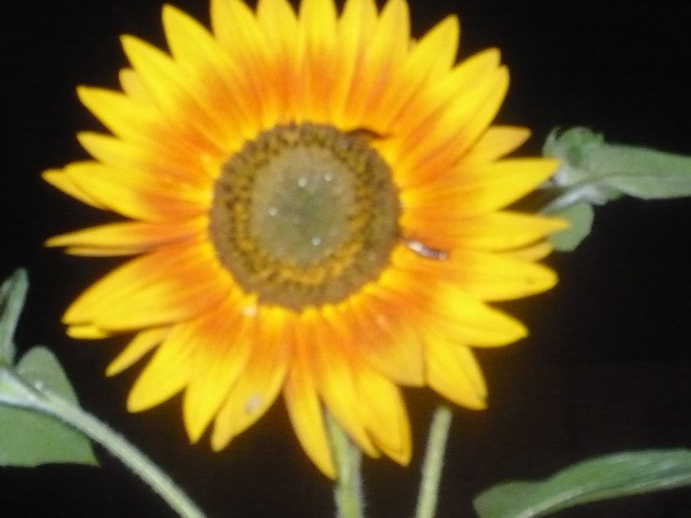 Sonnenblume ....