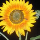 Sonnenblume ....