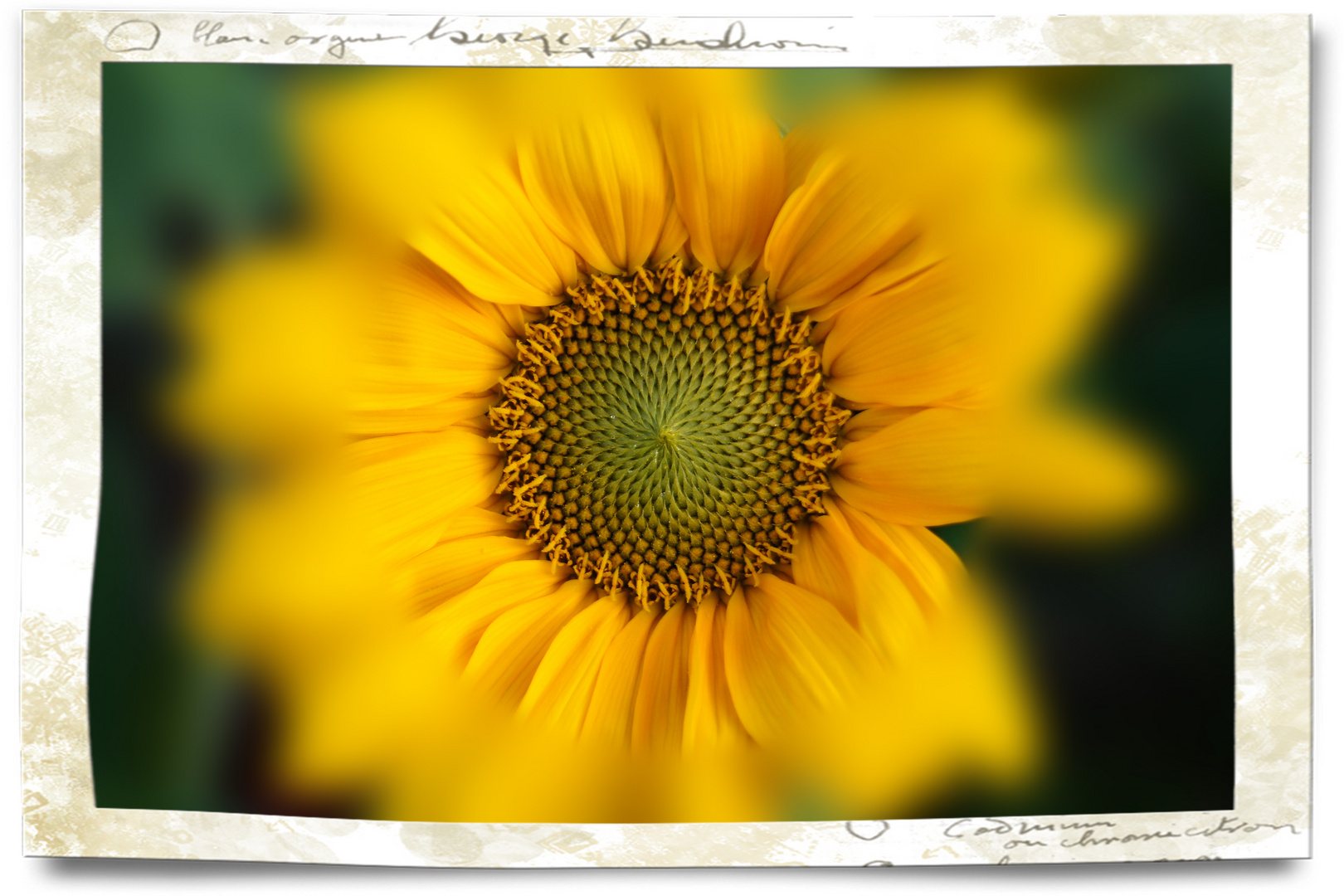 Sonnenblume.......