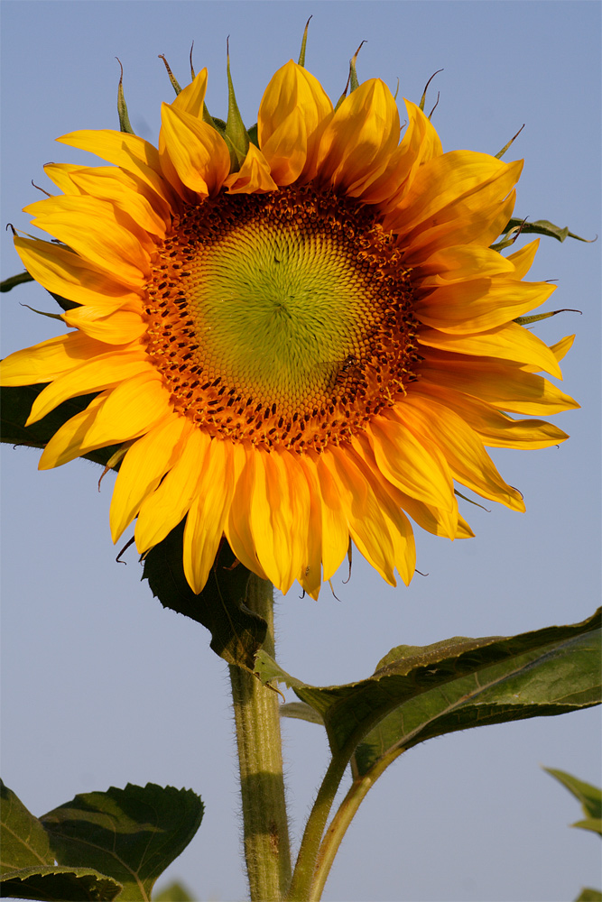 Sonnenblume