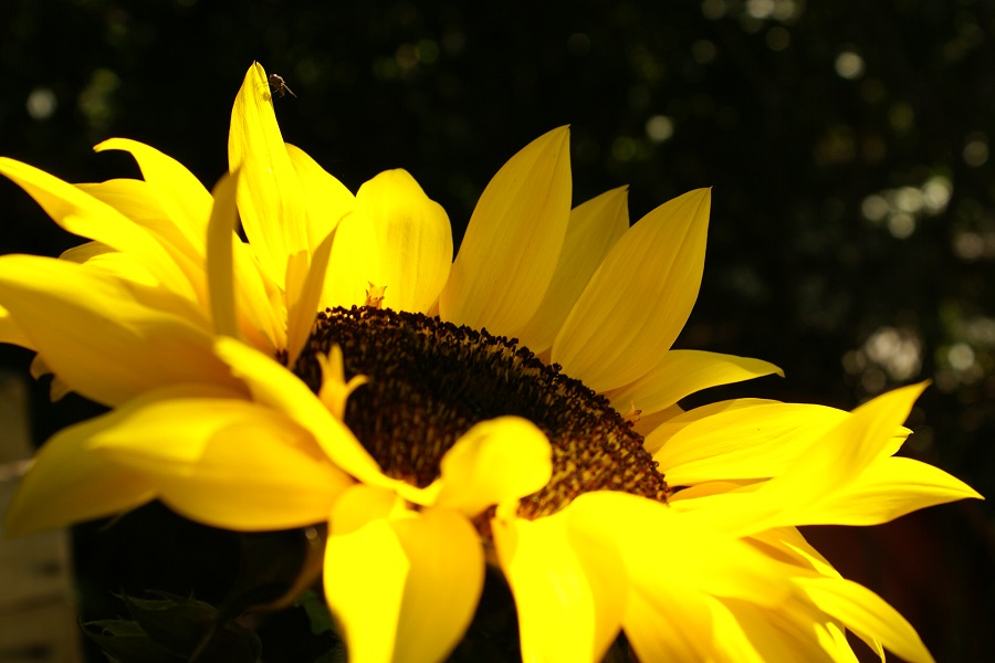 Sonnenblume