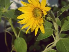 Sonnenblume 2