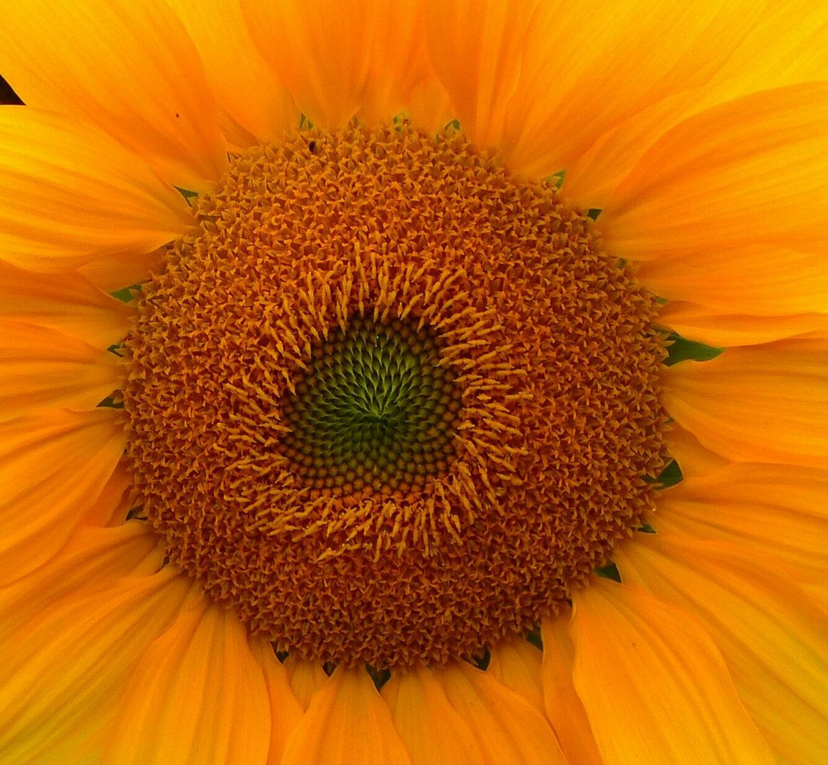 Sonnenblume 2