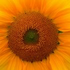 Sonnenblume 2