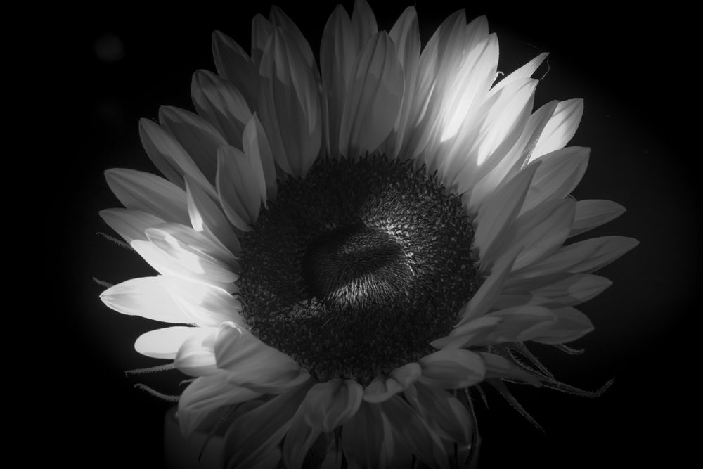 Sonnenblume 2