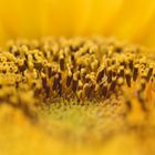 Sonnenblume 2